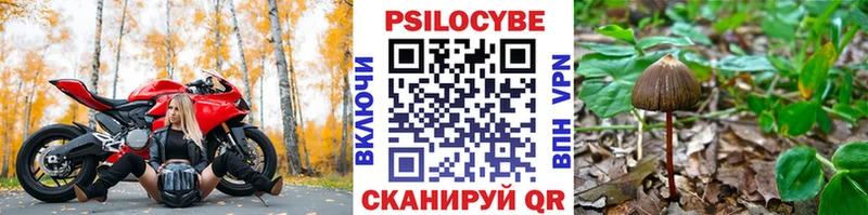 цены наркотик  Павловск  Псилоцибиновые грибы GOLDEN TEACHER 